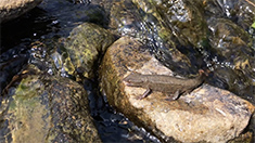 香港瘰螈被《世界自然保護聯盟瀕危物種紅色名錄》列為「近危」兩棲動物，亦是香港原生物種，在清澈山澗生活。在林村河上游的河道改善工程完成後，瘰螈數目也逐步上升。（相片由「賽馬會惜水‧識河計劃」提供）
