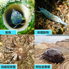 生态海岸「四宝」在马料水的初步监察显示，录得的生物品种相比附近海堤岩石，整体多15种。 